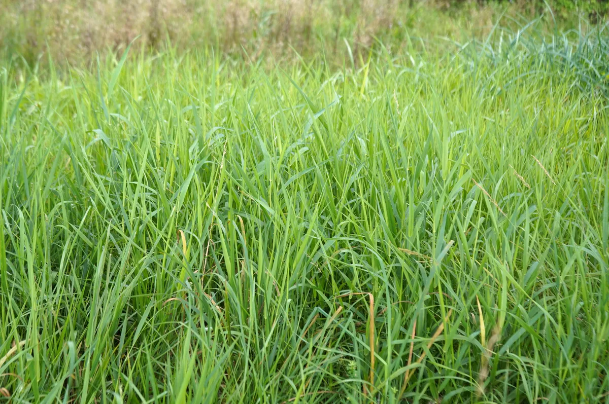 Naturschutzgebiet Wildert in Illnau-Effretikon.